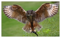 Ein Uhu bei der Flugshow im Vogelpark Marlow.