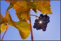 Die Sonne scheint durch ein paar Weintrauben