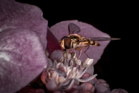 Die Aufnahme entstand in unserem Garten.
Die Schwebfliege setzt in der Bluete einer Hortensie.
(EOS 5D M III, EF 50 f 1,4 mit 30mm Zwischenring, 1/200 Sec. bei f/22, ISO 100,  Einzelaufnahme mit Ringblitz, aus freier Hand)