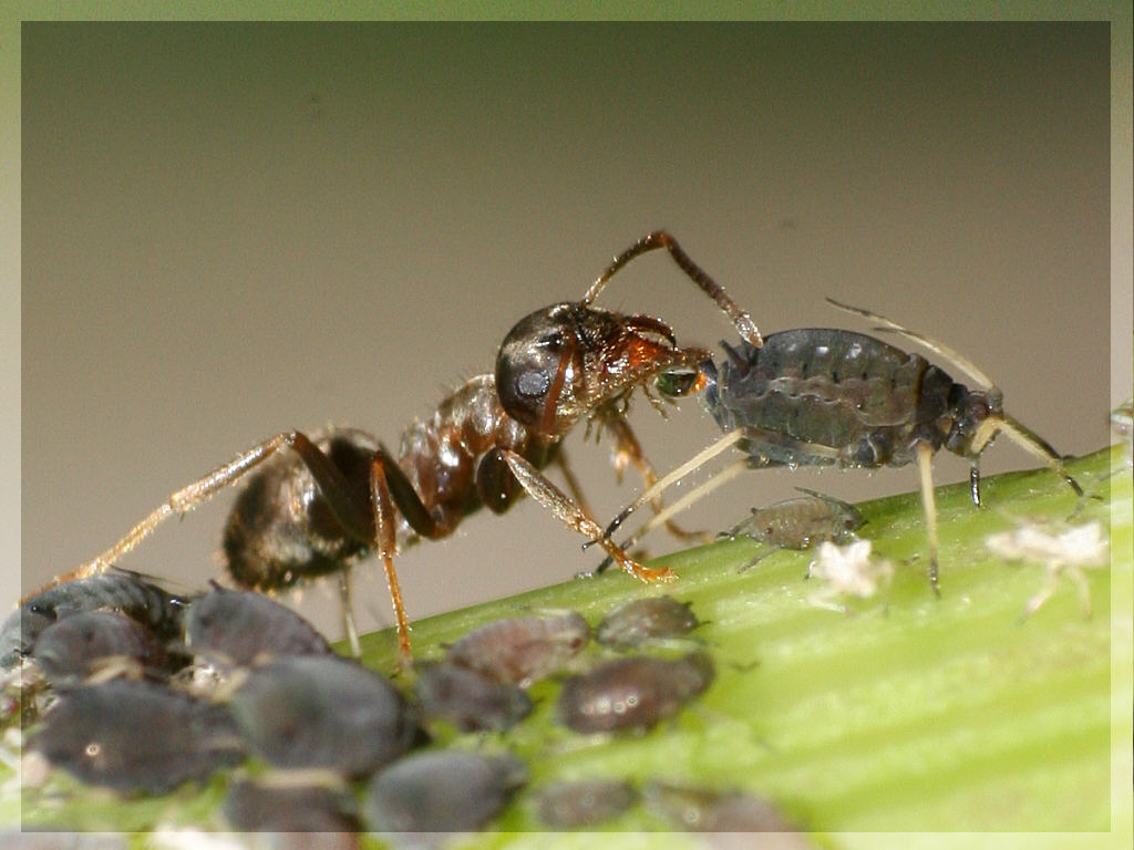 Viezucht im Kleinen: Ameisen bei der Melkarbeit