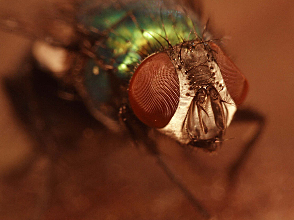 The Fly ...