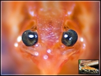 Zwergflusskrebs "Cambarellus Patzcuarense sp. Orange"
Ich pflege die Tiere in einem 60L Aquarium und sie haben eine Gre von 2,5cm.

EOS 310D :-)
Kitobjektiv
Retroadapter

Hauptproblem die Tiere halten nicht still, wenn ich es Ihnen sage.....