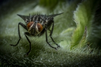 Die Aufnahme entstand in unserem Garten.
Die Fliege sitzt auf dem Blatt einer Sonnenblume.
(EOS 5D M III, EF 50 f 1,4 mit 30mm Zwischenring, 1/200 Sec. bei f/18, ISO 100,  Einzelaufnahme mit Ringblitz, aus freier Hand)