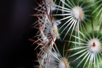 Kaktus aus der Nhe betrachtet