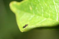 Kleine, mir unbekannte Fliege von der Gre einer Ameise auf einem Blatt; freihand mit EOS350, Retro-Adapter und 18-55 Standardobjektiv und einegbautem Blitz fotografiert
