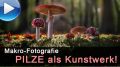 Pilze als Kunstwerk fotografieren