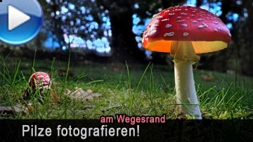Pilze fotografieren im Vorgarten und Wegesrand - mit Stacktechni