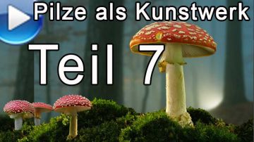 Pilze als Kunstwerk, Teil 7: das Finale!