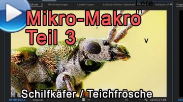 Mikro-Makro, Teil 3: Schilfkäfer und Teichfrösche einfangen!