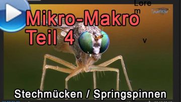 Micro-Makro, Teil 4: Stechmücken / Springspinnen
