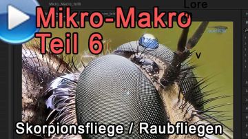 Mikro-Makro Teil 6: Skorpionsfliegen und Raubfliegen!